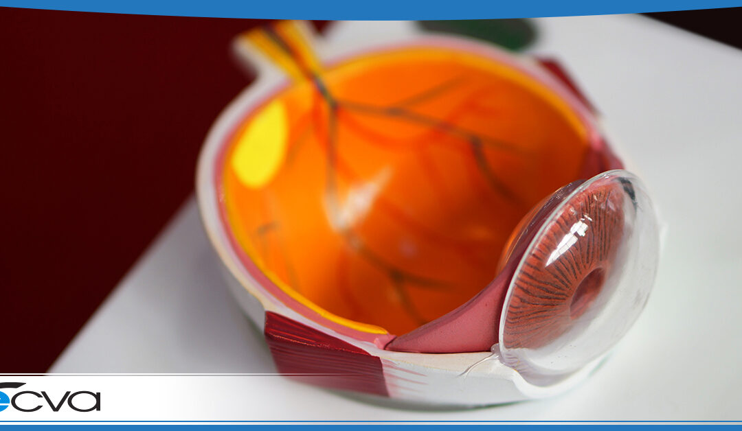 A Deeper Look into Macular Degeneration